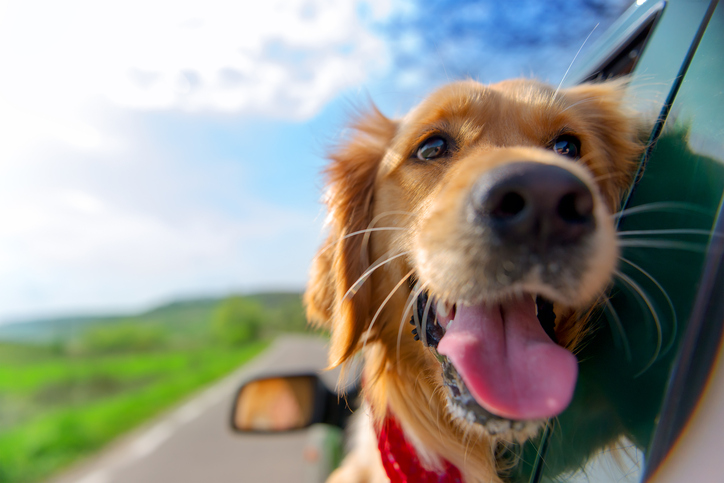 can you drive with a dog in your car