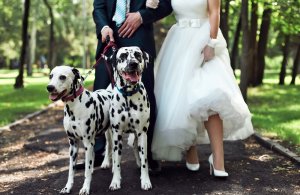 In divorce and family law, Fido counts too