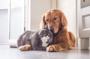 Animal companions: Three legal issues to consider before you adopt