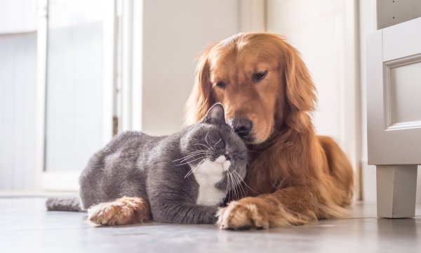 Animal companions: Three legal issues to consider before you adopt