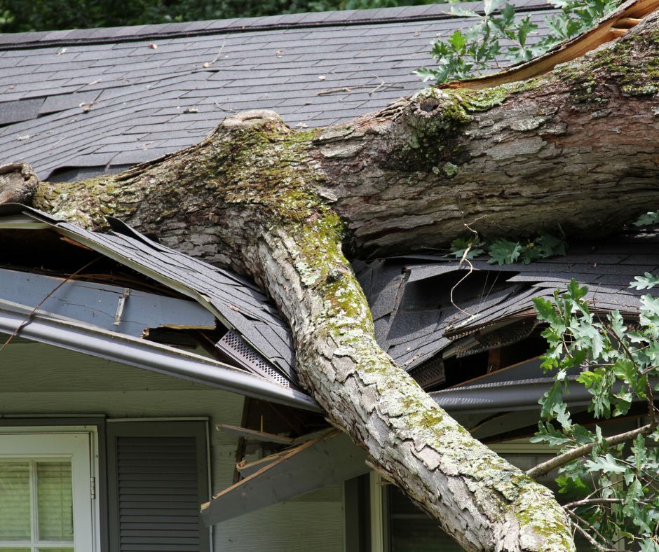 Fallen tree on top of house shows needs for storm damage insurance